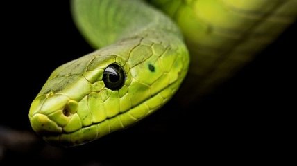 Новим вірусом жителів Китаю могли заразити змії