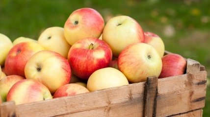 Яблуні дадуть добрий урожай при правильному догляді