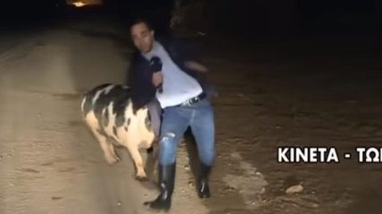 На журналиста во время эфира напала свинья: курьезное видео