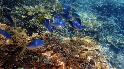 Исследование: Изменение климата может стать губительным для морских флоры и фауны