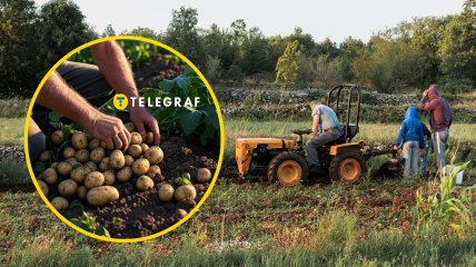 Кінець літа - початок осені - час коли українці копають картоплю