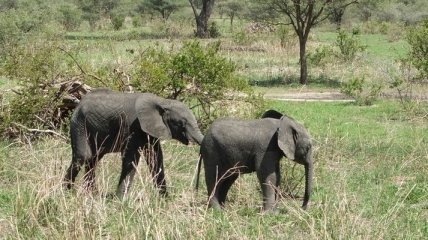 В пражский зоопарк прибыли 2 слонихи из Шри-Ланки