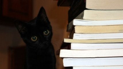Замурчательные книги: разношерстные истории о самых разных кошках