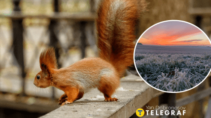 Белочка в Киеве