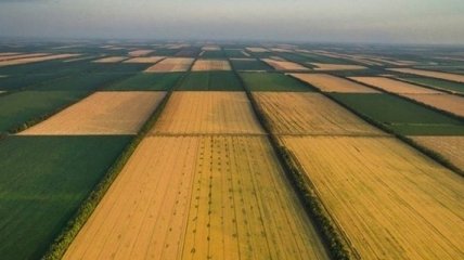 С 1500 до 15 тысяч долларов за гектар: украинский рынок земли может вырасти в 10 раз, но есть условия
