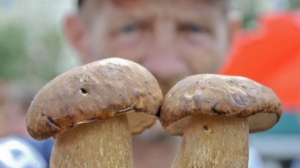 В КГГА призвали киевлян относиться к потреблению грибов ответственно