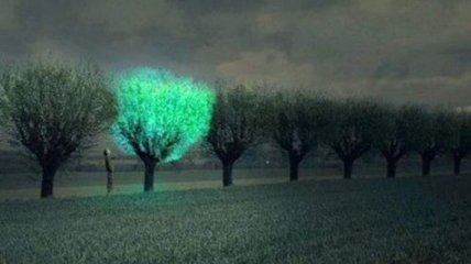 В Китае фонари заменят светящимися растениями