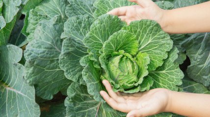 Капуста вырастет большой и вкусной