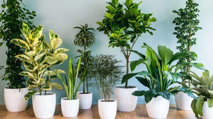 Некоторые комнатные растения – хороший натуральный способ снизить уровень влажности