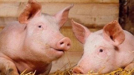 В Черкасской области зафиксирован случай африканской чумы свиней