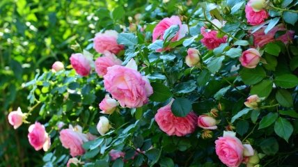 Обробка троянд бюджетним засобом для цвітіння