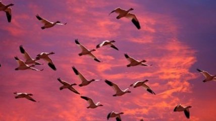 Ученые узнали, благодаря чему перелетные птицы пересекают Атлантический океан 
