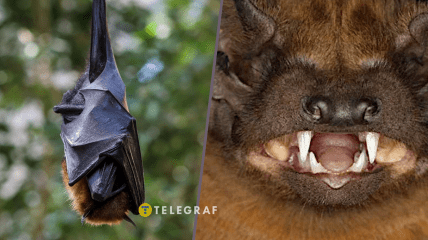 Летучие мыши могут и укусить, если почувствуют опасность