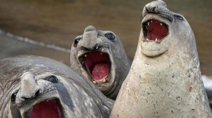 Забавные фото с конкурса "самых смешных фотографии дикой природы 2017" 