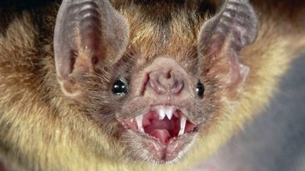 Почему вампирские летучие мыши не чувствуют горького?