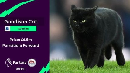 Черный кот взорвал соцсети, выбежав в матче Эвертон - Вулверхэмптон