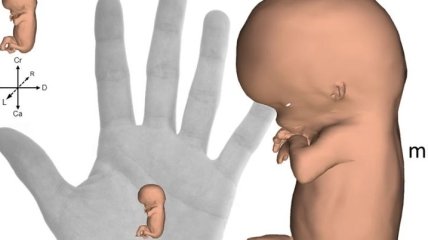  Создан интерактивный 3D-атлас эмбрионального развития