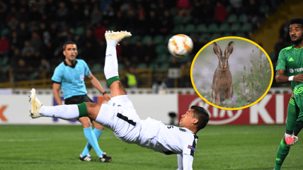 Заяц и матч "Ворскла" - "Спортинг"