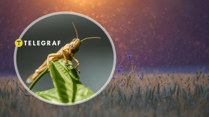 Сарана, комарі над волошковим полем