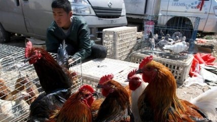 Число жертв птичьего гриппа H7N9 в Китае увеличилось до 20