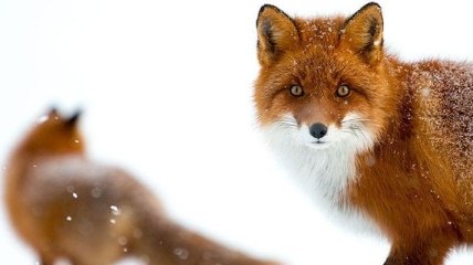 Жизнь лис за полярным кругом (Фото)