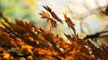 Солнце и приятный ветер: прогноз погоды на начало октября