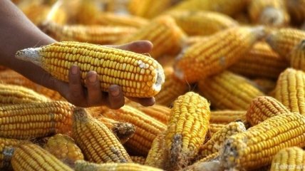 Эксперт: Из-за жары Украина потеряет около 30% урожая кукурузы