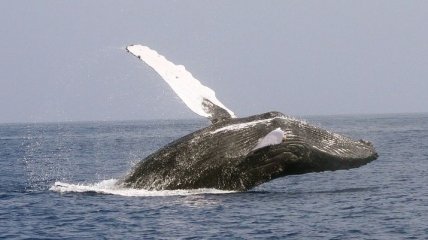 В положении или нет: создан лучший тест на беременность для китов