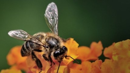 Пчелы ведут смертоносные войны
