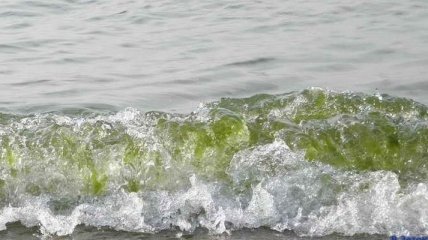 Море зелёное от водорослей: блогер сняла видео о Затоке Одесской области (фото, видео)