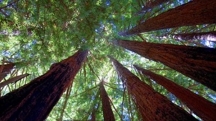 Биологи узнали, как кора помогает деревьям противодействовать гравитации 