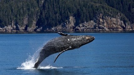 "Пузырчатая" охота: ученым удалось заснять, как "рыбачат" горбатые киты (Видео)