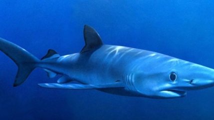 Состоялась первое в мире УЗИ беременной акулы