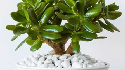 Які рослини притягують щастя