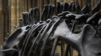 Ученые рассказали, как кости динозавров сохраняются сотни миллионов лет