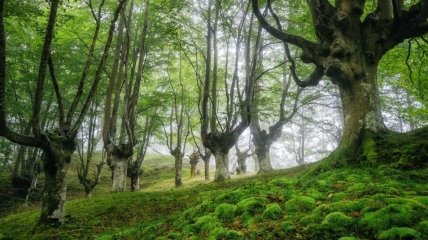 Сказочных лес в Испании (ФОТО)