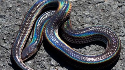 Во Флориде обнаружили радужную змею