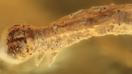 Найдена самая древняя гусеница в мире