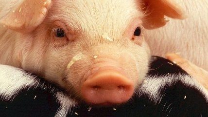 Польские фермеры начали забастовку против украинской свинины