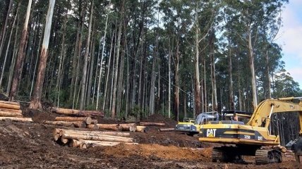 Еврокомиссия инициировала программу защиты и восстановления лесов в мире