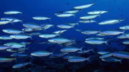 Экологи рассказали, как глобальное потепление повлияет на мировую экономику из-за миграции рыб
