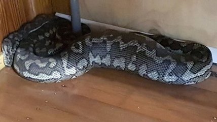 Гигантская змея провалила потолок и попала в дом