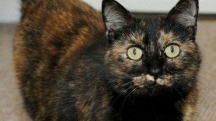 В Британии кошка, которая спасла хозяев от пожара, получила премию