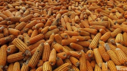 Украина войдет в тройку крупнейших экспортеров кукурузы в мире 