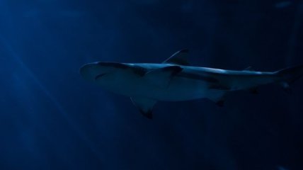 Туристический сезон на Сейшелах: акула испортила отдых гражданке Франции 