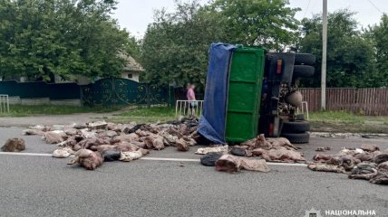 Неймовірна подорож свинини черкаськими дорогами