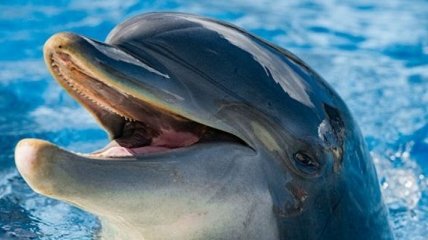 Припливли прямо на пляж: дельфіни порадували українських відпочивальників в Одесі (відео)