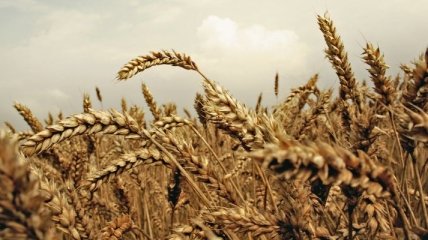 Крым останется без урожая пшеницы и ячменя