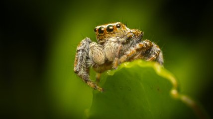 Які нові види павуків є в Україні