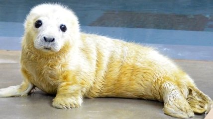 Зоопарки запустили в Twitter "флешмоб милых животных"
